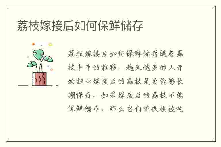 荔枝嫁接后如何保鲜储存